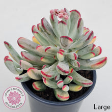 Load image into Gallery viewer, Cotyledon Orbiculata Long Leaf Variegated