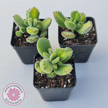 Load image into Gallery viewer, Cotyledon tomentosa - Bears Paw Yellow Variegated - John & Norma's Succulents