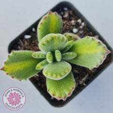 Load image into Gallery viewer, Cotyledon tomentosa - Bears Paw Yellow Variegated - John & Norma's Succulents