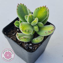 Load image into Gallery viewer, Cotyledon tomentosa - Bears Paw Yellow Variegated - John & Norma's Succulents