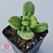 Load image into Gallery viewer, Cotyledon tomentosa - Bears Paw Yellow Variegated - John & Norma's Succulents