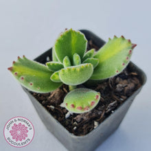 Load image into Gallery viewer, Cotyledon tomentosa - Bears Paw Yellow Variegated - John & Norma's Succulents