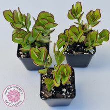 Load image into Gallery viewer, Cotyledon woodii