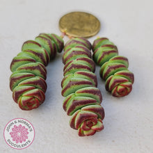 Load image into Gallery viewer, Crassula Baby's Necklace - Cuttings x 3 - John & Norma's Succulents