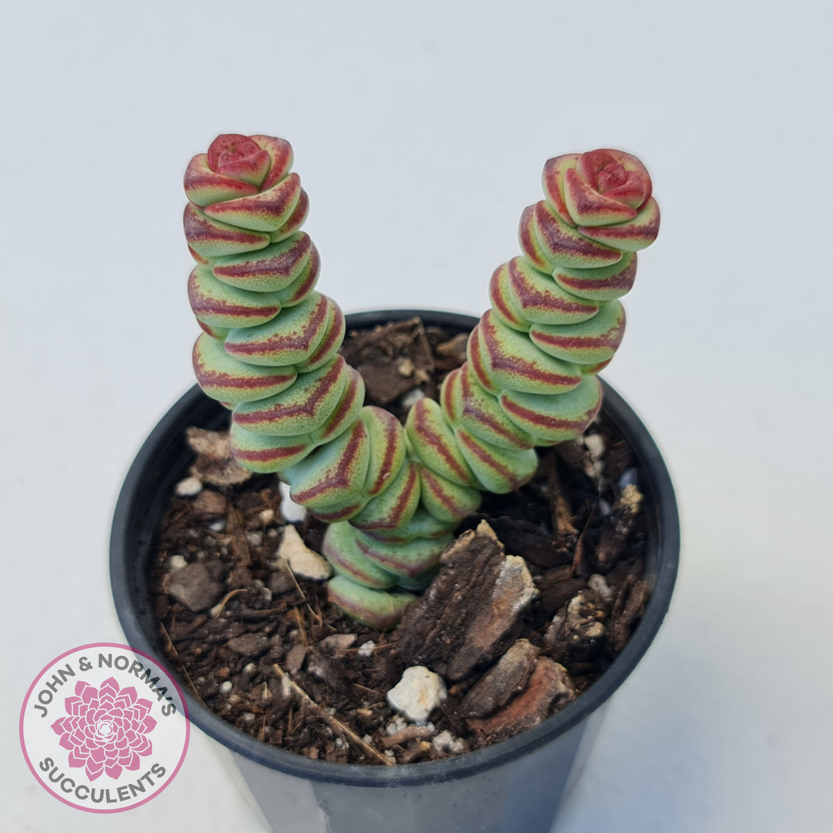 Crassula Baby's Necklace
