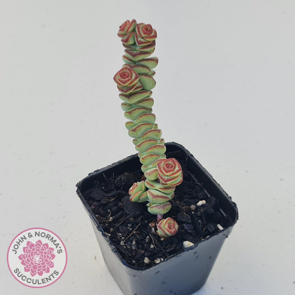 Crassula Baby's Necklace