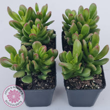 Load image into Gallery viewer, Crassula Convoluta - John & Norma's Succulents Australia
