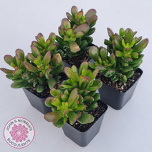 Load image into Gallery viewer, Crassula Convoluta - John & Norma's Succulents Australia
