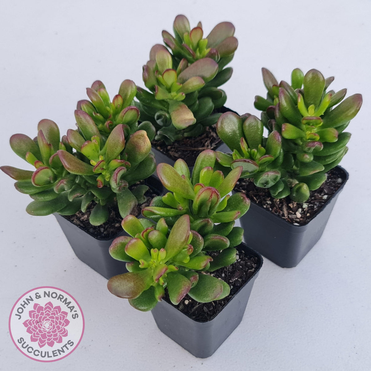 Crassula Convoluta