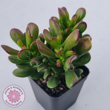 Load image into Gallery viewer, Crassula Convoluta - John & Norma's Succulents Australia