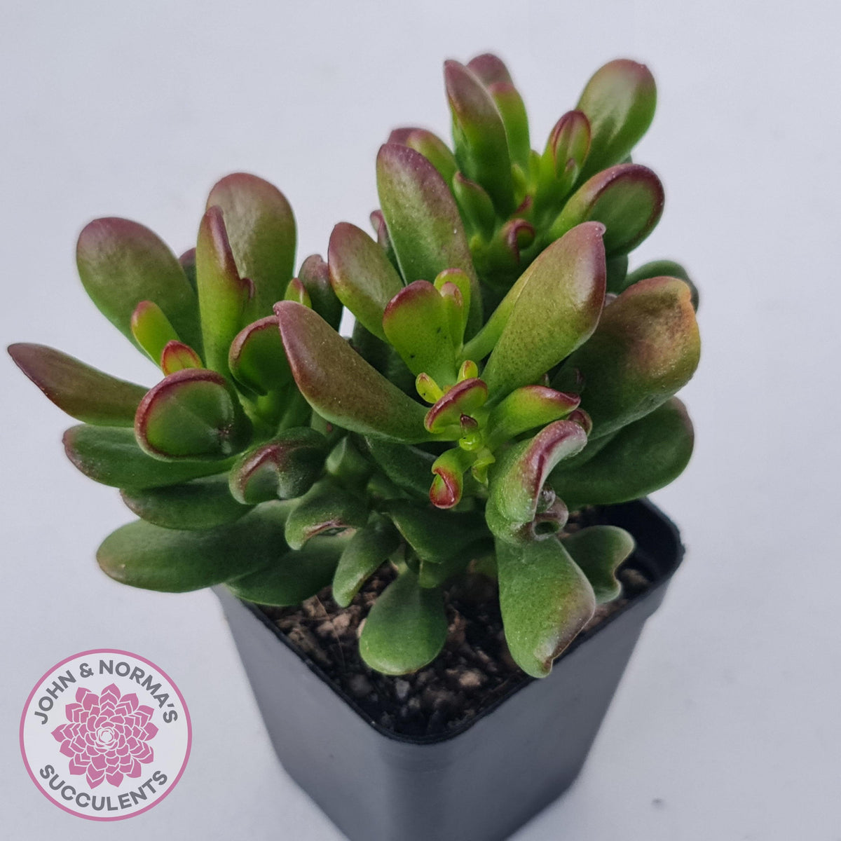 Crassula Convoluta