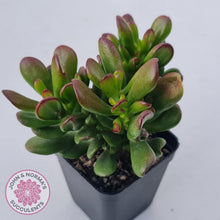 Load image into Gallery viewer, Crassula Convoluta