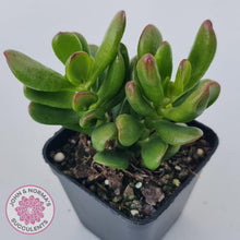 Load image into Gallery viewer, Crassula Convoluta - John & Norma's Succulents Australia