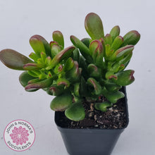Load image into Gallery viewer, Crassula Convoluta - John & Norma's Succulents Australia