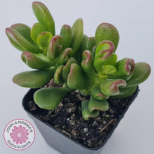 Load image into Gallery viewer, Crassula Convoluta - John & Norma's Succulents Australia