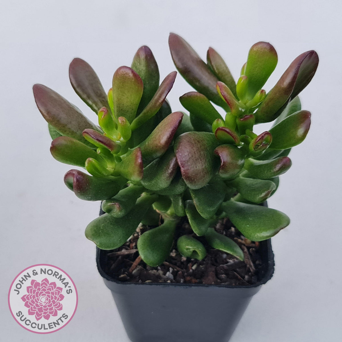 Crassula Convoluta