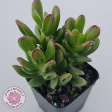 Load image into Gallery viewer, Crassula Convoluta - John & Norma's Succulents Australia