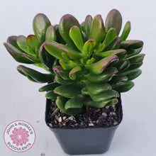 Load image into Gallery viewer, Crassula Convoluta - John & Norma's Succulents Australia