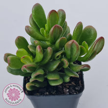 Load image into Gallery viewer, Crassula Convoluta - John & Norma's Succulents Australia