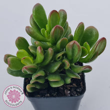 Load image into Gallery viewer, Crassula Convoluta
