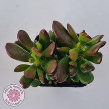 Load image into Gallery viewer, Crassula Convoluta - John & Norma's Succulents Australia