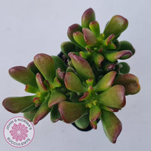 Load image into Gallery viewer, Crassula Convoluta - John & Norma's Succulents Australia