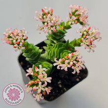 Load image into Gallery viewer, Crassula Green Pagoda