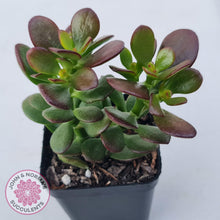 Load image into Gallery viewer, Crassula ovata 'Hobbit' - John & Norma's Succulents Australia