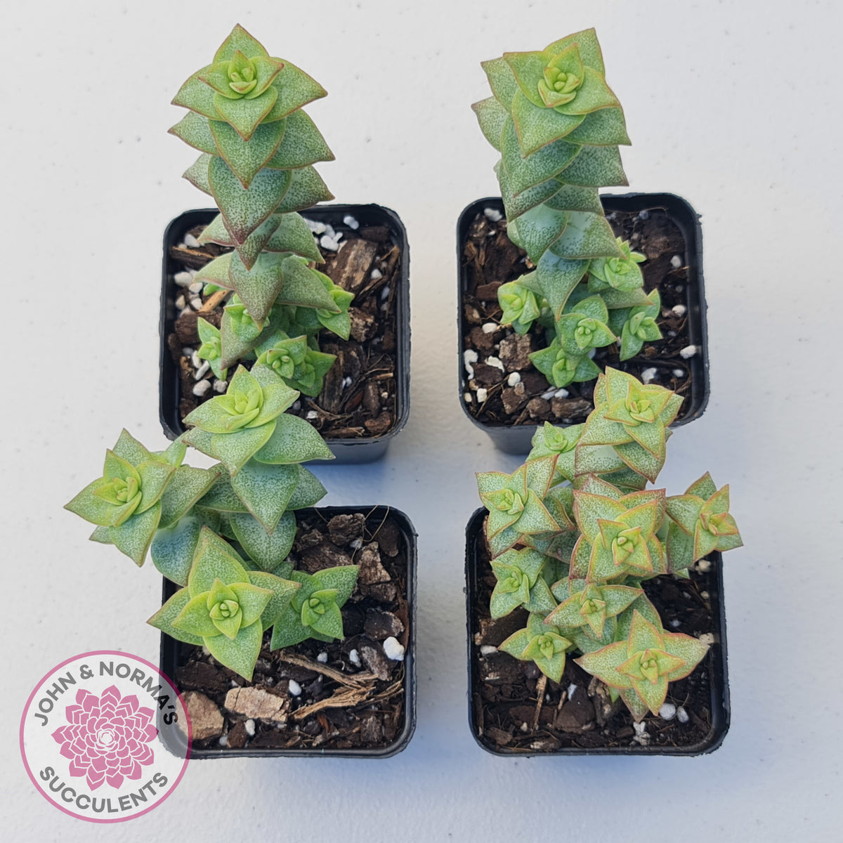 Crassula perforata 'Hoshi Otome' (Star Maiden)