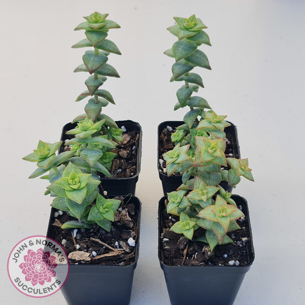 Crassula perforata 'Hoshi Otome' (Star Maiden)