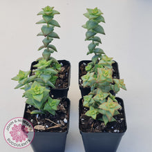 Load image into Gallery viewer, Crassula perforata 'Hoshi Otome' (Star Maiden)
