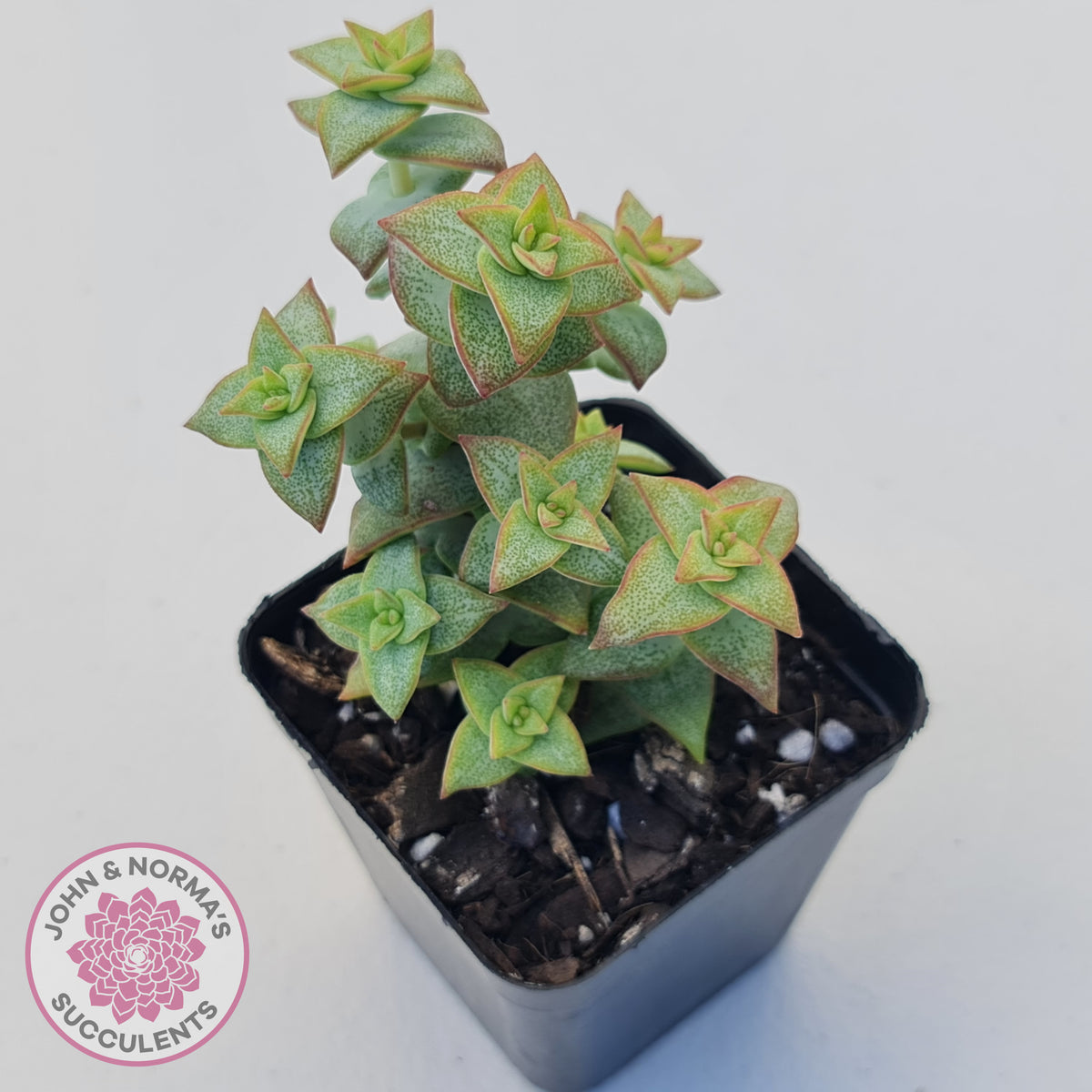 Crassula perforata 'Hoshi Otome' (Star Maiden)