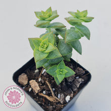 Load image into Gallery viewer, Crassula perforata 'Hoshi Otome' (Star Maiden)