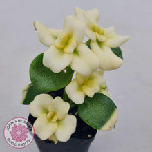 Load image into Gallery viewer, Crassula multicava Variegated - Cutting x 1 - John & Norma's Succulents Australia