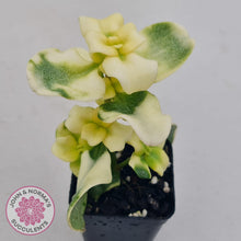 Load image into Gallery viewer, Crassula Multicava Variegated - John & Norma's Succulents