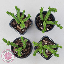 Load image into Gallery viewer, Crassula Pyramidalis - John & Norma's Succulents