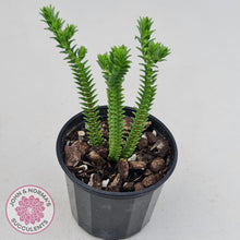 Load image into Gallery viewer, Crassula Pyramidalis - John & Norma's Succulents