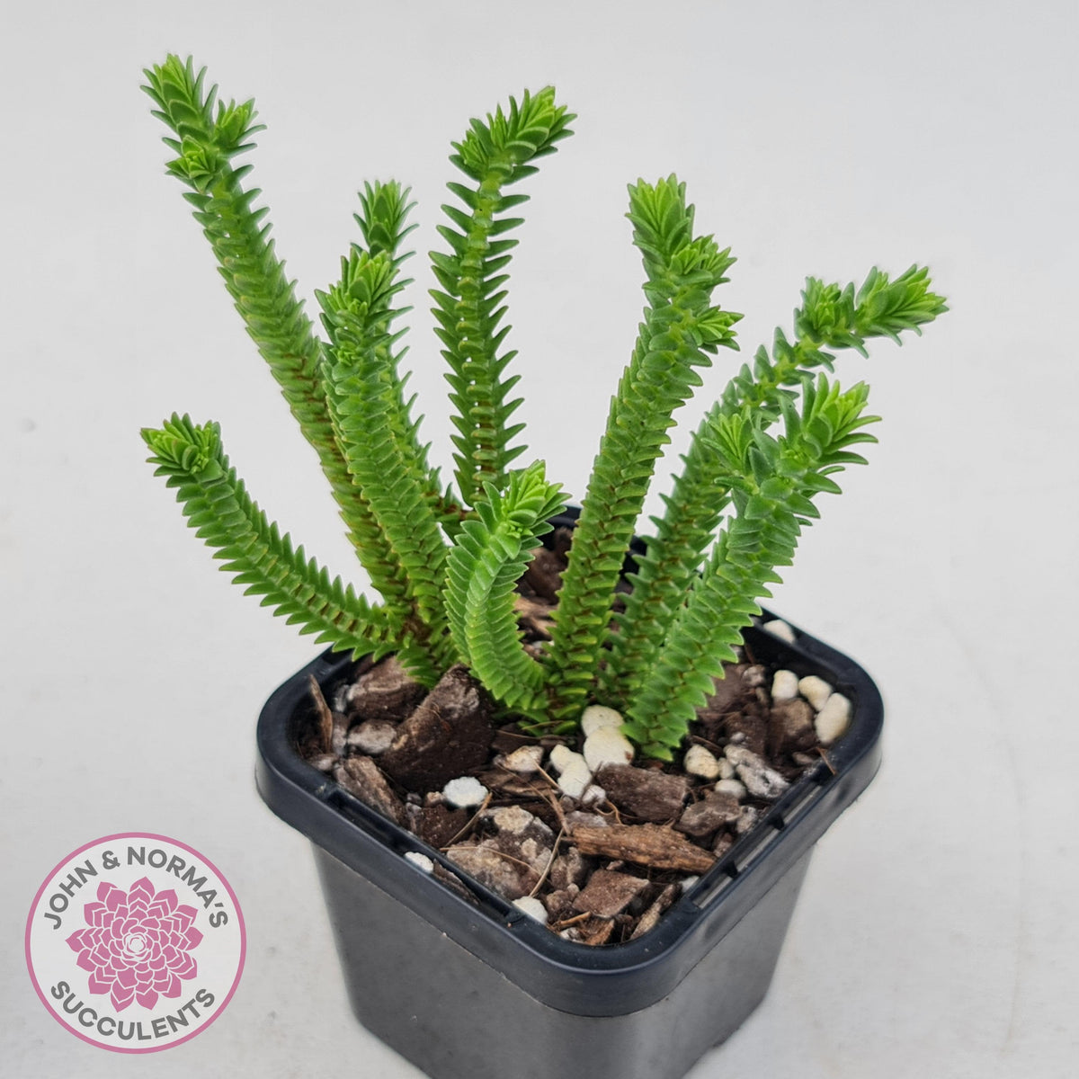 Crassula pyramidalis