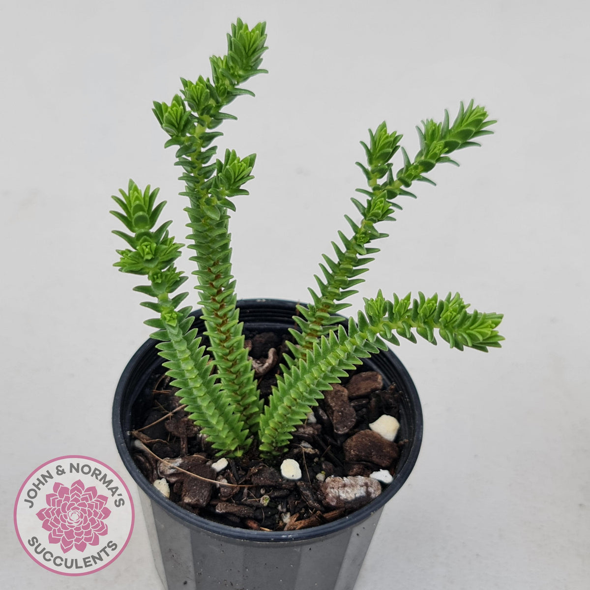 Crassula pyramidalis