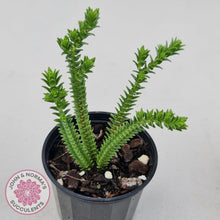 Load image into Gallery viewer, Crassula Pyramidalis - John & Norma's Succulents