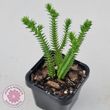 Load image into Gallery viewer, Crassula Pyramidalis - John & Norma's Succulents