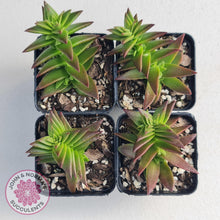 Load image into Gallery viewer, Crassula Red Pagoda Large form (burgundy) - John & Norma's Succulents