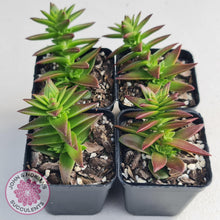 Load image into Gallery viewer, Crassula Red Pagoda Large form (burgundy) - John & Norma's Succulents