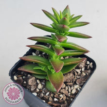 Load image into Gallery viewer, Crassula Red Pagoda Large form (burgundy) - John & Norma's Succulents