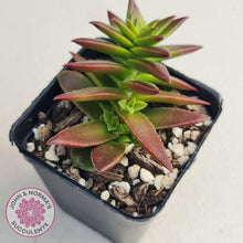 Load image into Gallery viewer, Crassula Red Pagoda Large form (burgundy) - John & Norma's Succulents