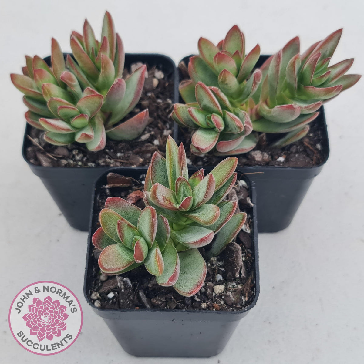 Crassula 'Shandy'