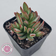 Load image into Gallery viewer, Crassula Shandy - John & Norma's Succulents