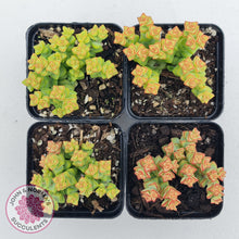Load image into Gallery viewer, Crassula Tom Thumb