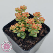 Load image into Gallery viewer, Crassula Tom Thumb