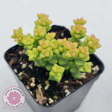 Load image into Gallery viewer, Crassula Tom Thumb